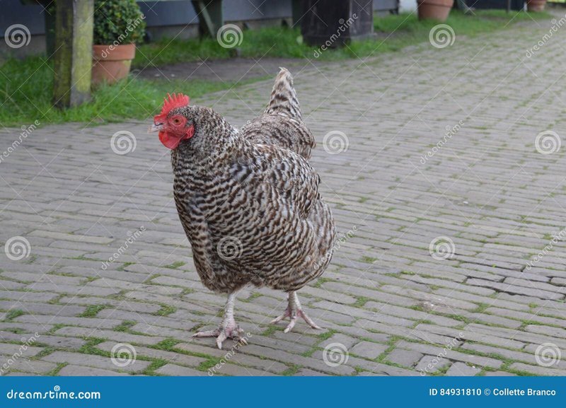 Chicken road casino in Netherlands