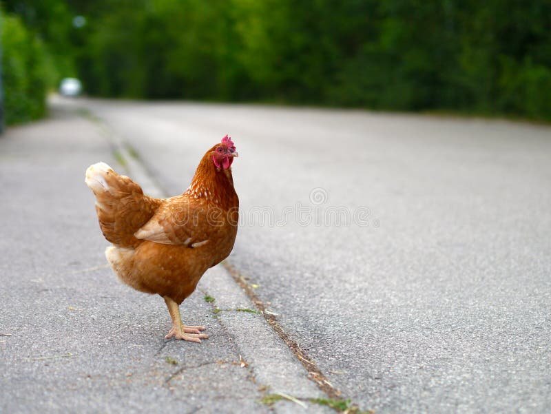 Een Onderwijzing over Het Populaire Speelgoed Chicken Road in Nederland, chicken road game
